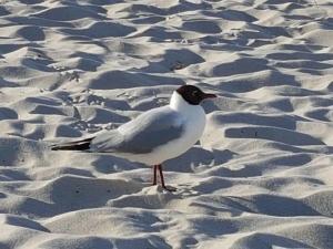 Holiday apartment with 1 bedroom