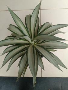 Mayoorvihar home stay Sulthaan Bathery Wayanad Kerala