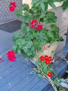 Loretta- a rustic country cottage