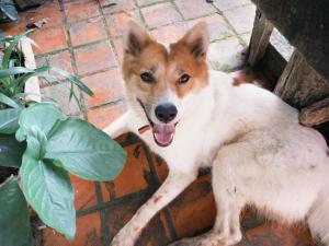 The Lookout Pai - Mountain View Hideaway