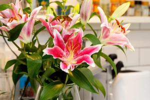 Veeve - The Little Green Door