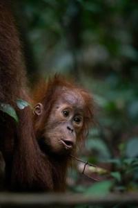 Bukit Lawang Joint Trekking Loge & Transport