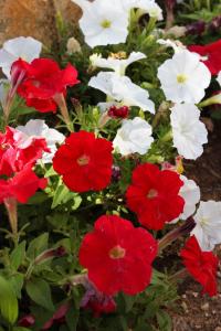 Apartment Maslenica 6572c