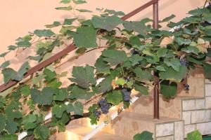 Apartment Fazana 7284c