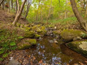遥かなる那須高原, 鬱蒼とした森, 広いデッキでBBq, 焚火, 敷地内の小川