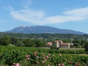Maison de Charme en Provence - Vue sur le Mont Ventoux
