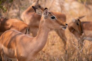 Stripes & Sunsets Marloth Park - Self catering, Bush retreat With Pool & Wildlife views Near Kruger Park