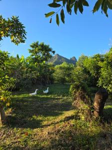 La Petite Ferme, Le Pavillon