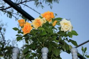 Apartment Slano 2682c