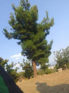 Şehir Manzaralı Ferah Daire