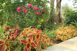 Apartment Premantura 7462b