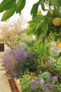 Apartment Premantura 7462b