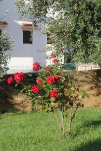 Studio Novalja 9334a