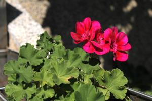 Apartment Zavalatica 9315a