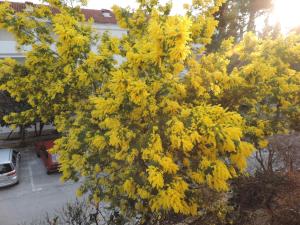 Apartments with parking space Orebic, Peljesac - 15086