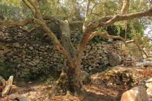 Seaside secluded apartments Cove Dragnjevica - Telascica, Dugi otok - 8140