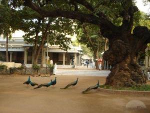 Sri Arunachala Rooms