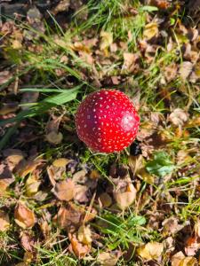 Sea the Blue Garden SPA