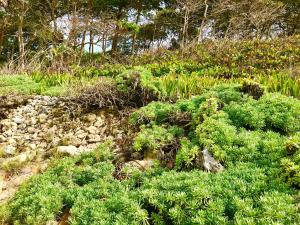 Turtle Beach Sanctuary, Utila