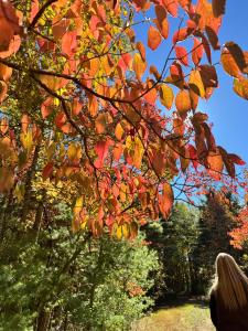 Lily Pad Modern Mountain Chalet on 19 Private Acres with Fire Pit