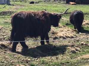 Útulný apartmán s terasou na Šumavě v malebné vesničce Prášily