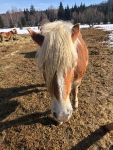 Útulný apartmán s terasou na Šumavě v malebné vesničce Prášily