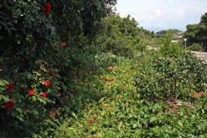 Twin Room Saplunara 4907b