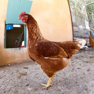 Rural Getaway Adjacent to the Prescott National Forest in Clarkdale, Arizona