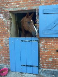 Familienparadies auf dem Reiterhof