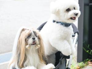 千丈温泉 ペンシオーネセイモア サウナはくさん SENJO Onsen PENSIONE SEYMOUR Sauna Hakusan