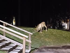 Peaceful Flat Near Nature & City, bus connections to the center & SCV!