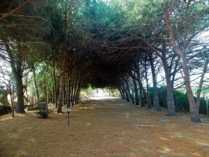 Pineta Spiaggia Grande img24