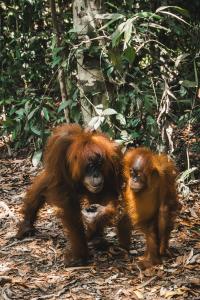 Bukit Lawang Joint Trekking Loge & Transport