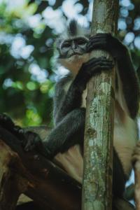 Orangutan Joint Trekking & Stay