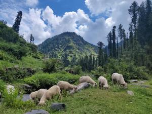 Homestay with Book Cafe in Jibhi