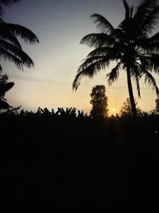 Coorg jungle Cottage