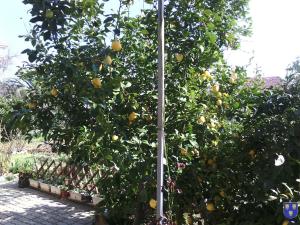 Apartments with a parking space Kastel Stafilic, Kastela - 11022