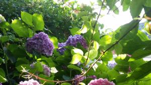 Apartments and rooms with parking space Dubrovnik - 11207