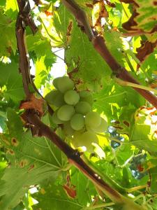 Apartment Starigrad 11848a