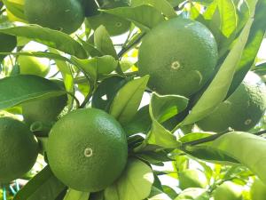 Apartment Starigrad 11848a