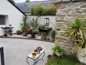 Les Agapanthes