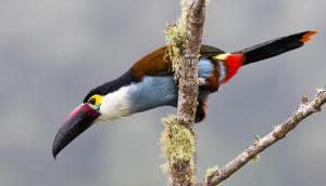 Exedra de Galeria Cafe. Mindo- Ecuador