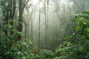 Exedra de Galeria Cafe. Mindo- Ecuador