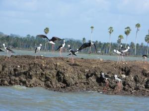 Floating house Danau Tempe