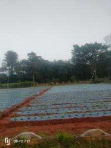 Haneeshya Resort & Strawberry farm