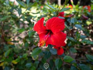 Villa Paolina img39