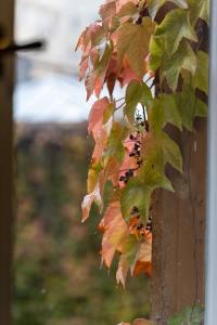 Good Vibes&Honey Studio Old Town