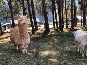 Silver Mist Resort, Haenertsburg