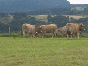 Campings La Roulotte des Bords de l'Ance : photos des chambres