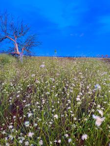 La Pavoncella Holiday Home img69